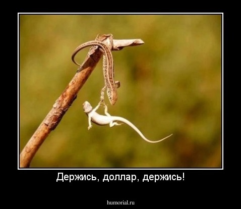 Держись, доллар, держись!