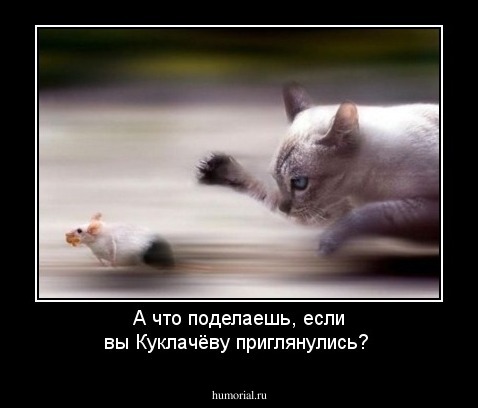 А что поделаешь, если вы Куклачёву приглянулись?