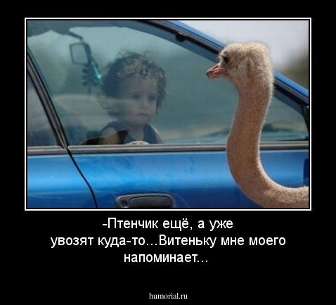 -Птенчик  ещё, а уже увозят куда-то...Витеньку мне моего напоминает...