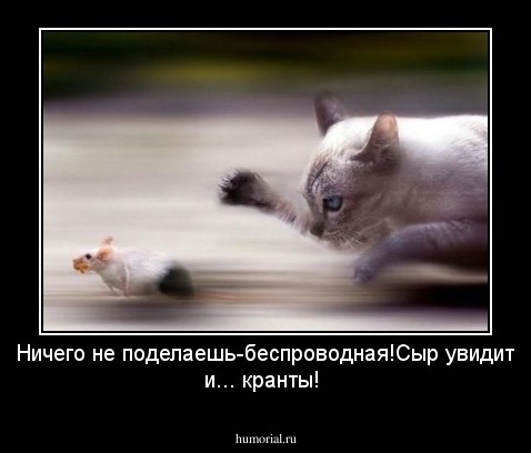 Ничего не поделаешь-беспроводная!Сыр увидит и... кранты!
