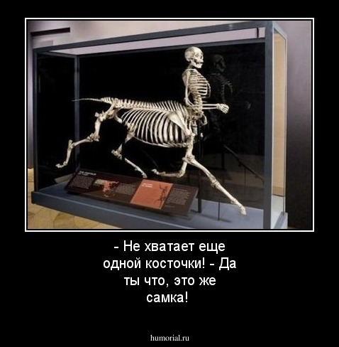 - Не хватает еще одной косточки!
- Да ты что, это же самка!