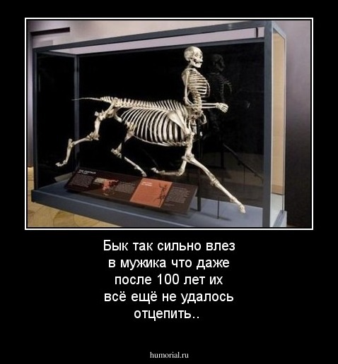 Бык так сильно влез в мужика что даже после 100 лет их всё ещё не удалось отцепить..