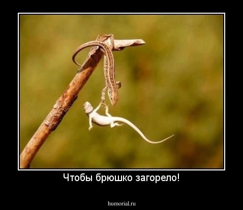 Чтобы брюшко загорело!