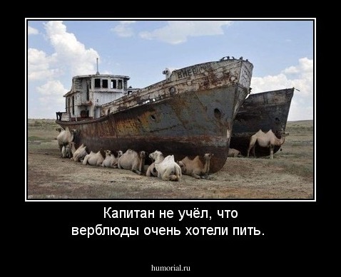 Капитан не учёл, что верблюды очень хотели пить.