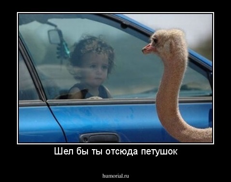 Шел бы ты отсюда петушок