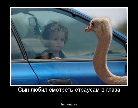 Сын любил смотреть страусам в глаза