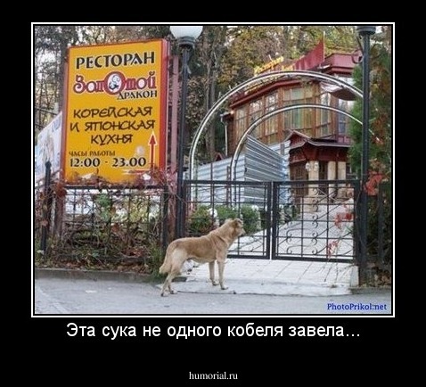 Эта сука не одного кобеля завела...