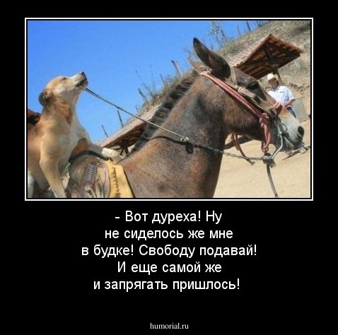 - Вот дуреха! Ну не сиделось же мне в будке! Свободу подавай! И еще самой же и запрягать пришлось!