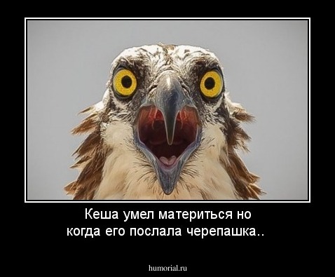 Кеша умел материться но когда его послала черепашка..