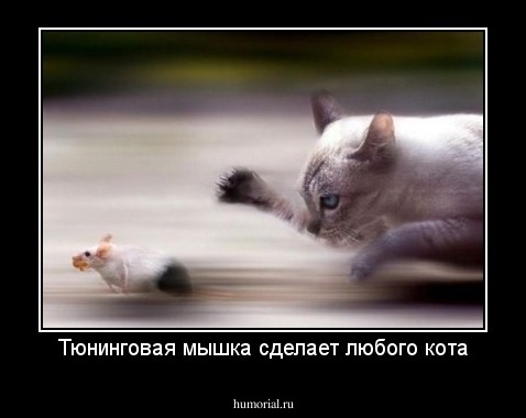Тюнинговая мышка сделает любого кота