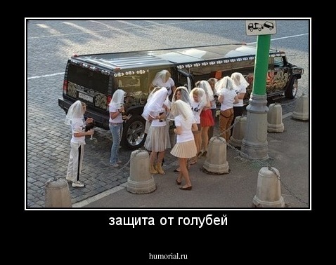 защита от голубей