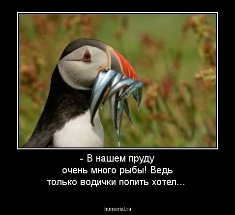 - В нашем пруду очень много рыбы!
 Ведь только водички попить хотел...
