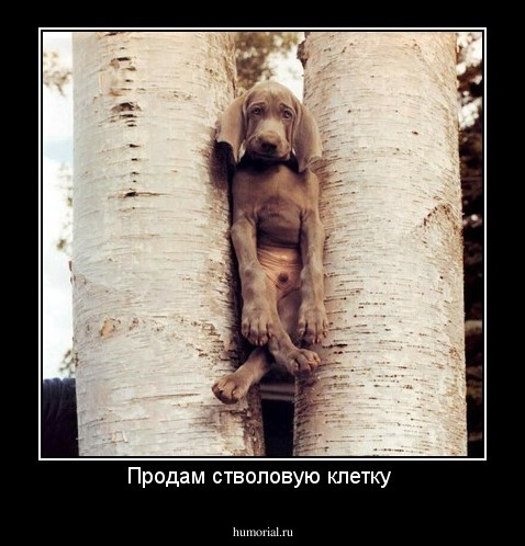 Продам стволовую клетку 