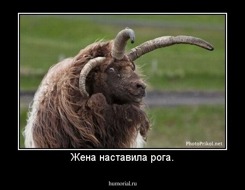 Жена наставила рога.