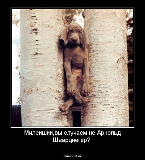 Милейший,вы случаем не Арнольд Шварцнегер?