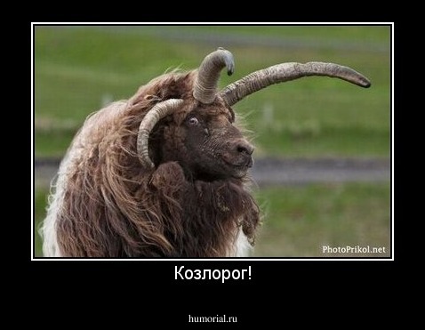 Козлорог!