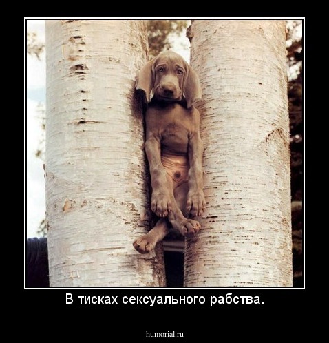 В тисках сексуального рабства.