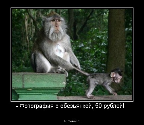 - Фотография с обезьянкой, 50 рублей!  