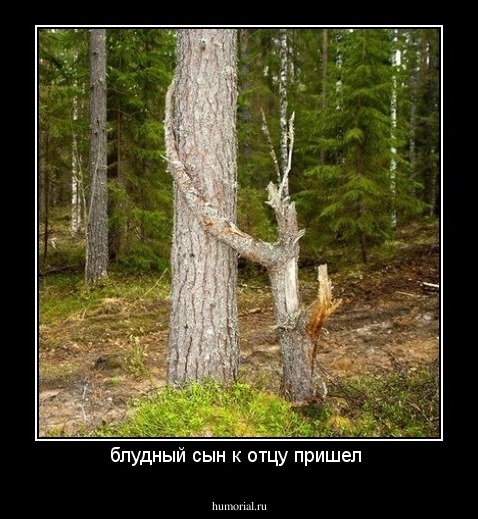 блудный сын к отцу пришел 