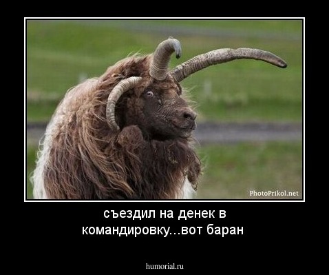 съездил  на денек в командировку...вот баран