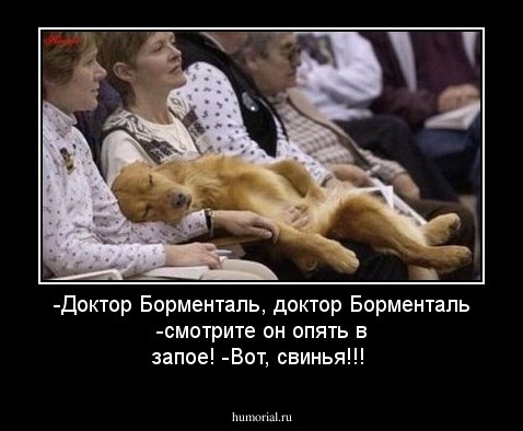 -Доктор Борменталь, доктор Борменталь -смотрите он опять в запое!
-Вот, свинья!!!