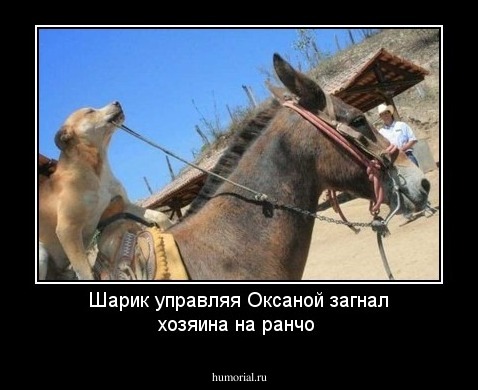 Шарик управляя Оксаной загнал хозяина на ранчо