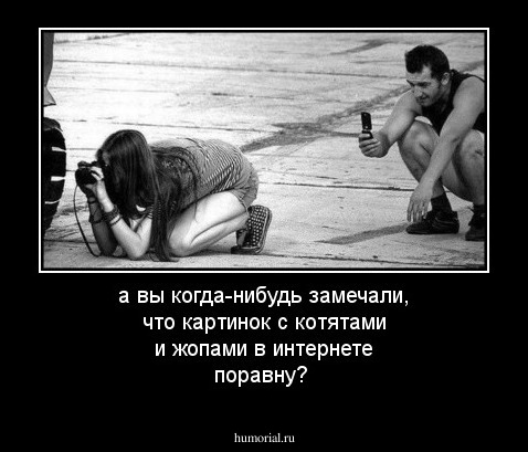 а вы когда-нибудь замечали, что картинок с котятами и жопами в интернете поравну?