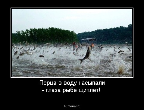 Перца в воду насыпали - глаза рыбе щиплет!