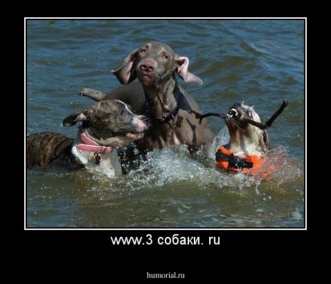 www.3 собаки. ru