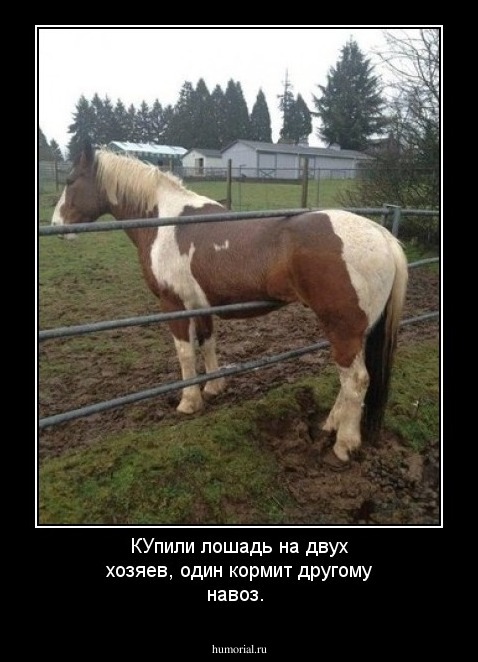 КУпили лошадь на двух хозяев, один кормит другому навоз.