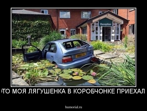 ЭТО МОЯ ЛЯГУШЕНКА В КОРОБЧОНКЕ ПРИЕХАЛА