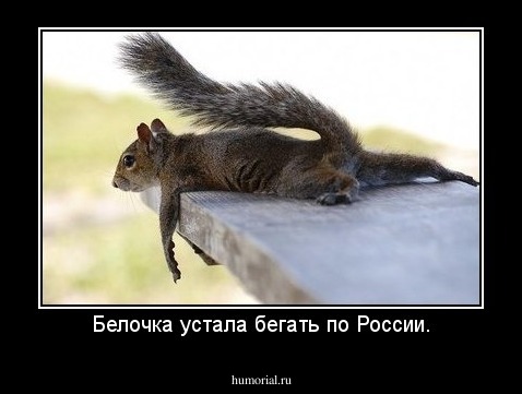 Белочка устала бегать по России.