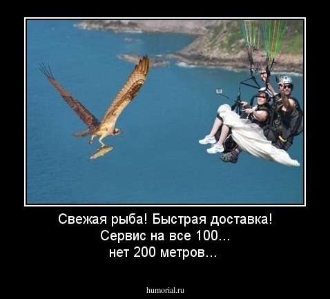 Свежая рыба! Быстрая доставка! Сервис на все 100... нет 200 метров...