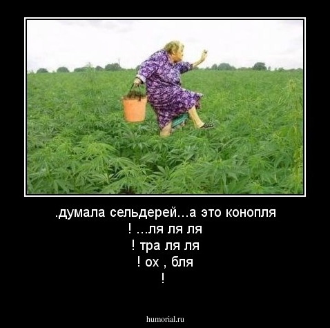 .думала сельдерей...а это конопля ! ...ля ля ля !
тра ля ля ! ох , бля !