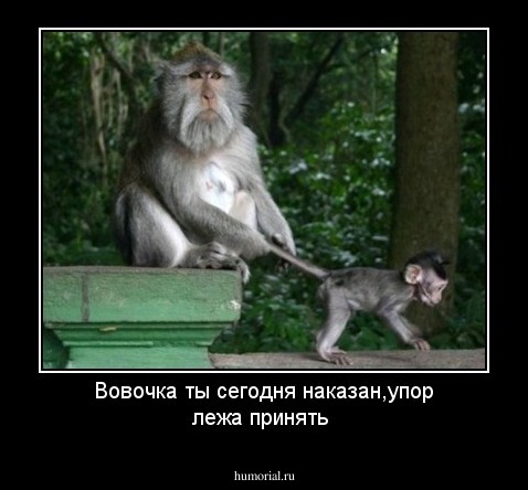 Вовочка ты сегодня наказан,упор лежа принять