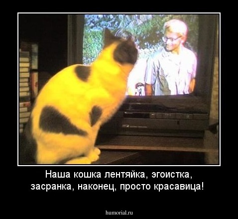 Наша кошка лентяйка, эгоистка, засранка, наконец, просто красавица!