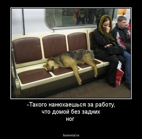 -Такого нанюхаешься за работу, что домой без задних ног