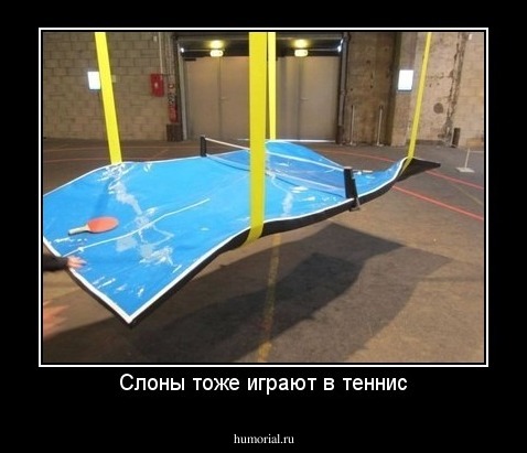 Слоны тоже играют в теннис