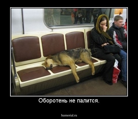 Оборотень не палится.