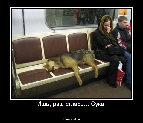 Ишь, разлеглась... Сука!