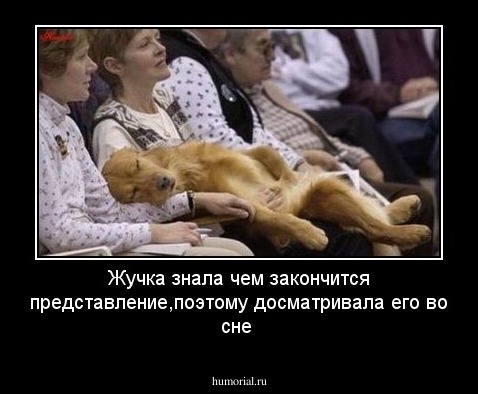 Жучка знала чем закончится представление,поэтому досматривала его во сне