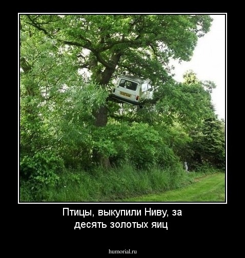 Птицы, выкупили Ниву, за десять золотых яиц