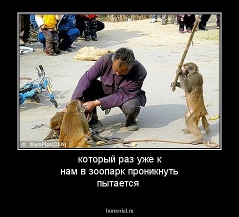 который раз уже к нам в зоопарк проникнуть пытается
