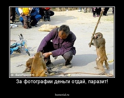 За фотографии деньги отдай, паразит!