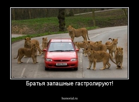 Братья запашные гастролируют!