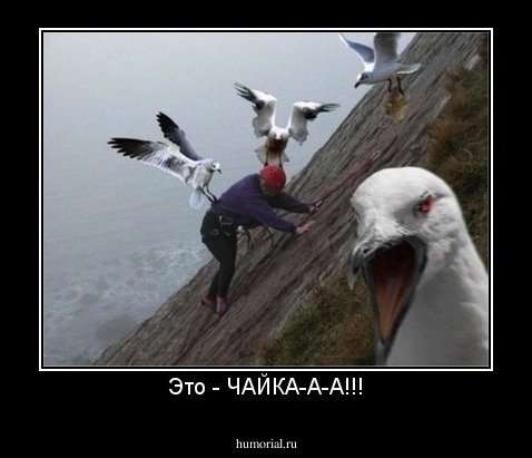 Это - ЧАЙКА-А-А!!!