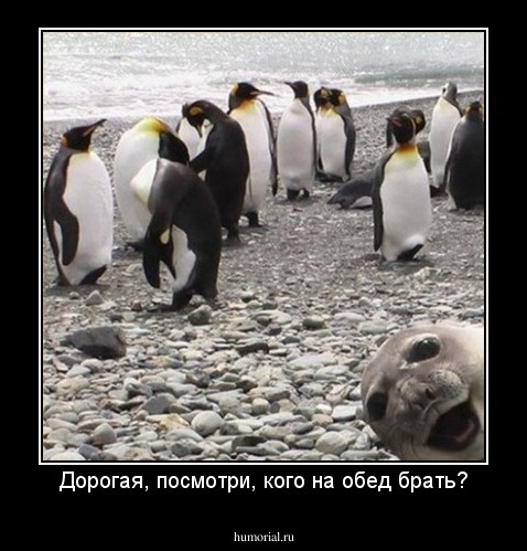 Дорогая, посмотри, кого на обед брать?