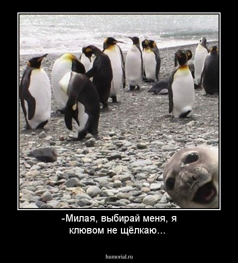 -Милая, выбирай меня, я клювом не щёлкаю...