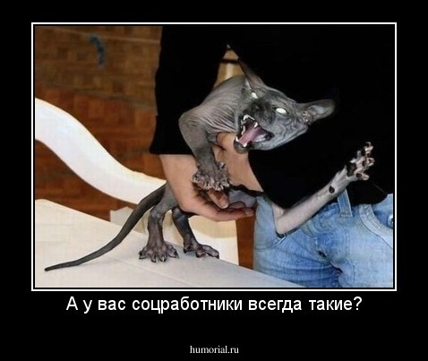 А у вас соцработники всегда такие?