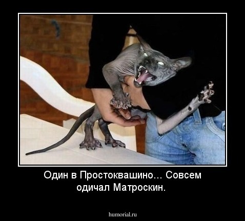 Один в Простоквашино... Совсем одичал Матроскин.